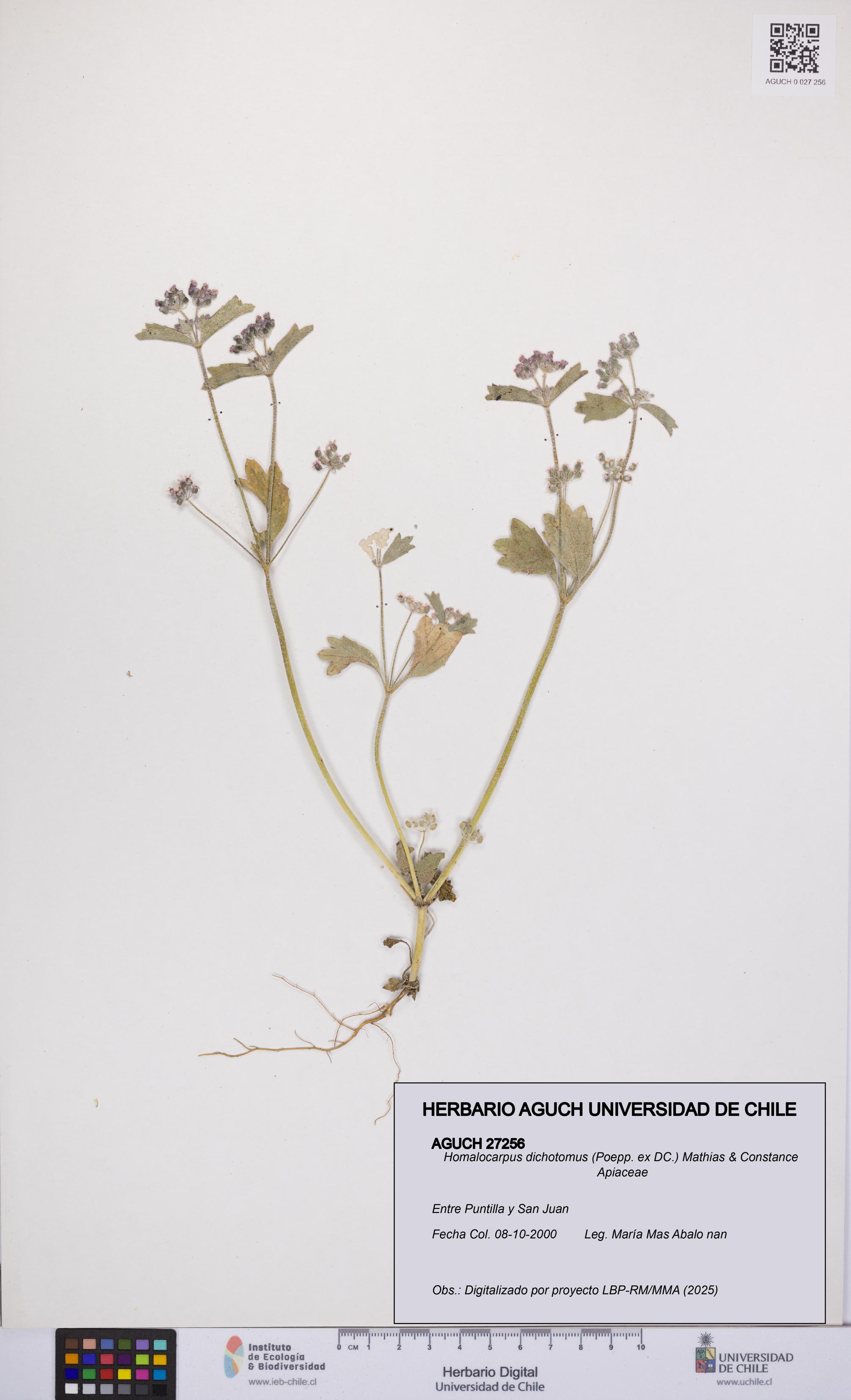 Homalocarpus dichotomus [Espécimen: UCH:AGUCH:0027256]