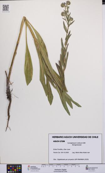 Cynoglossum creticum [Espécimen: UCH:AGUCH:0027258]