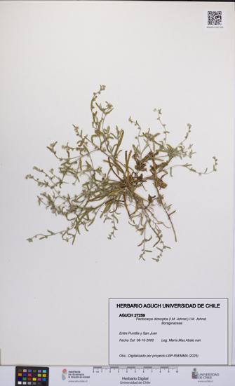 Pectocarya dimorpha [Espécimen: UCH:AGUCH:0027259]