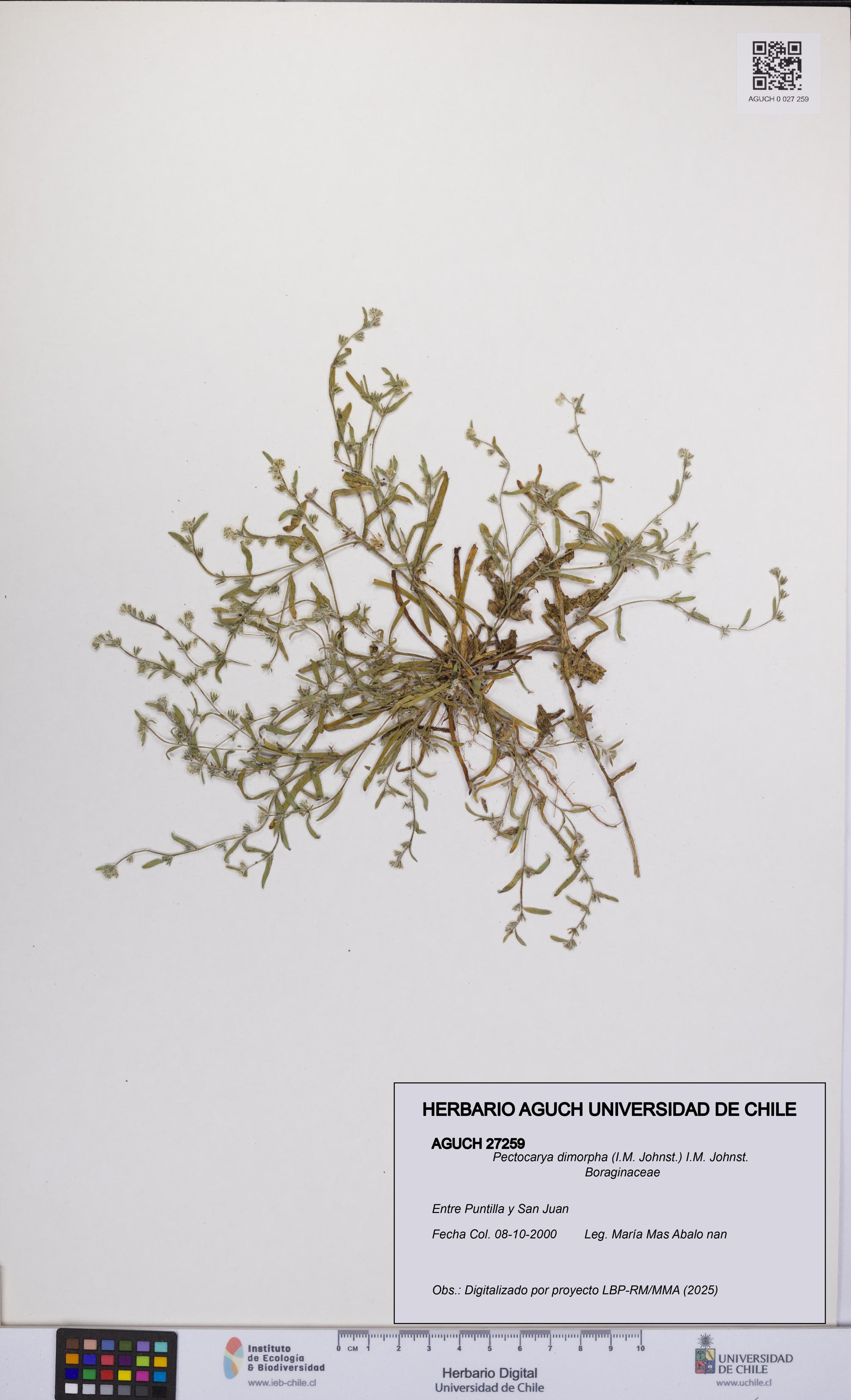 Pectocarya dimorpha [Espécimen: UCH:AGUCH:0027259]