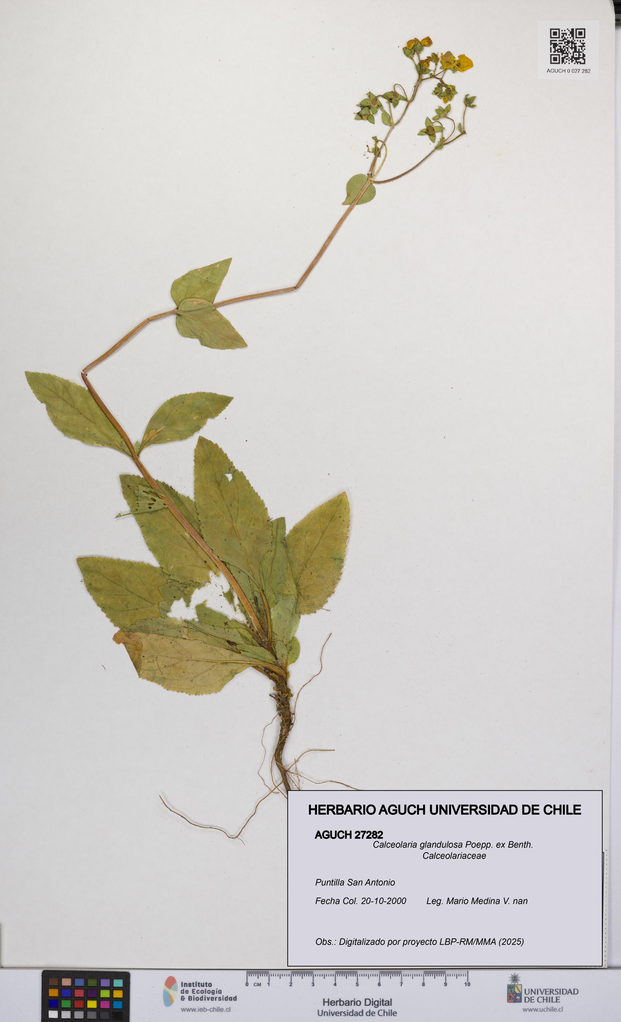 Calceolaria glandulosa [Espécimen: UCH:AGUCH:0027282]