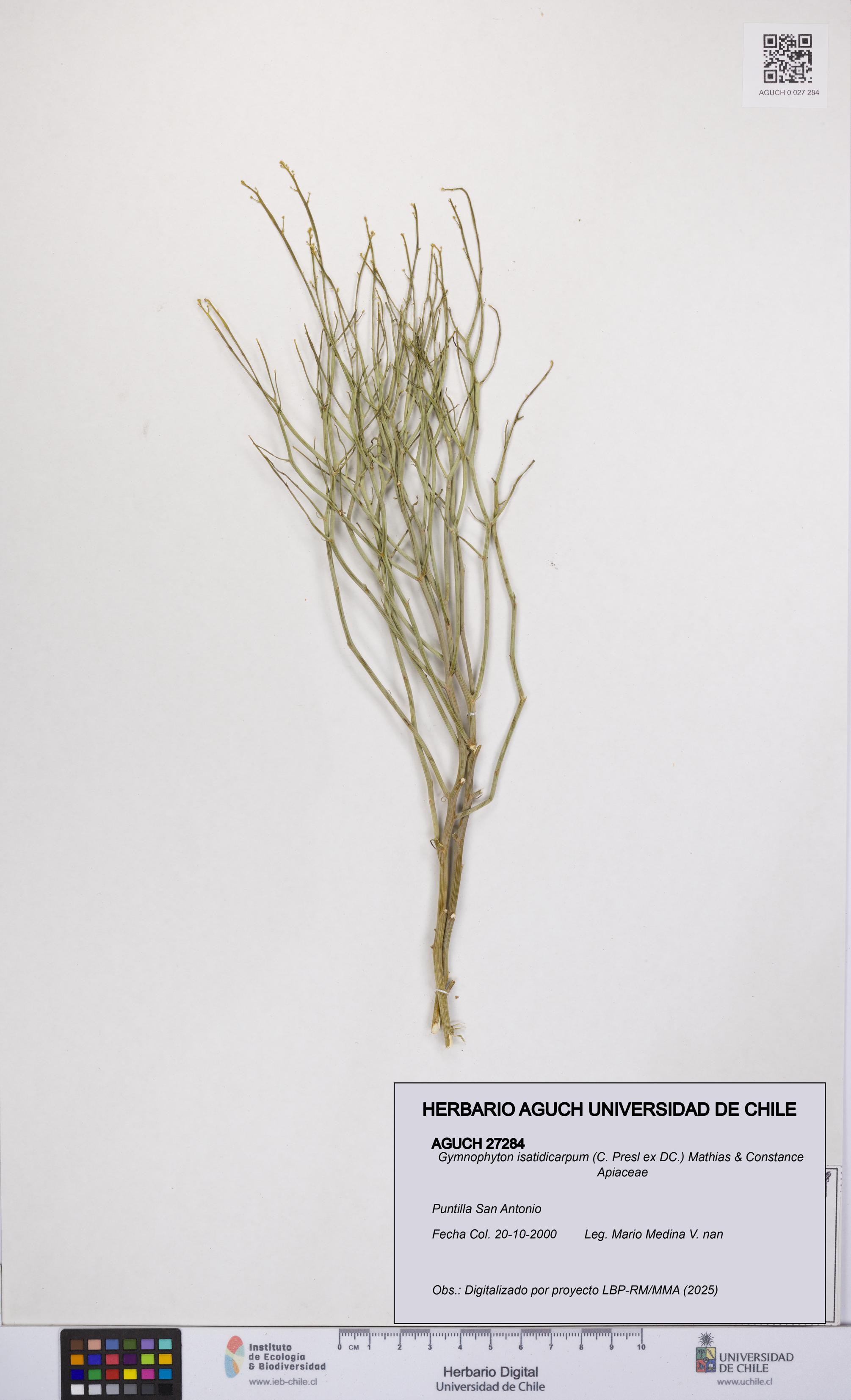 Gymnophyton isatidicarpum [Espécimen: UCH:AGUCH:0027284]