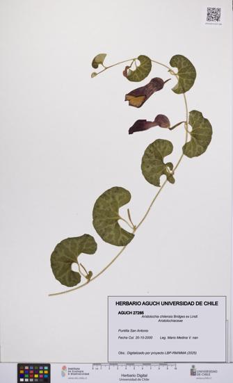 Aristolochia chilensis [Espécimen: UCH:AGUCH:0027285]