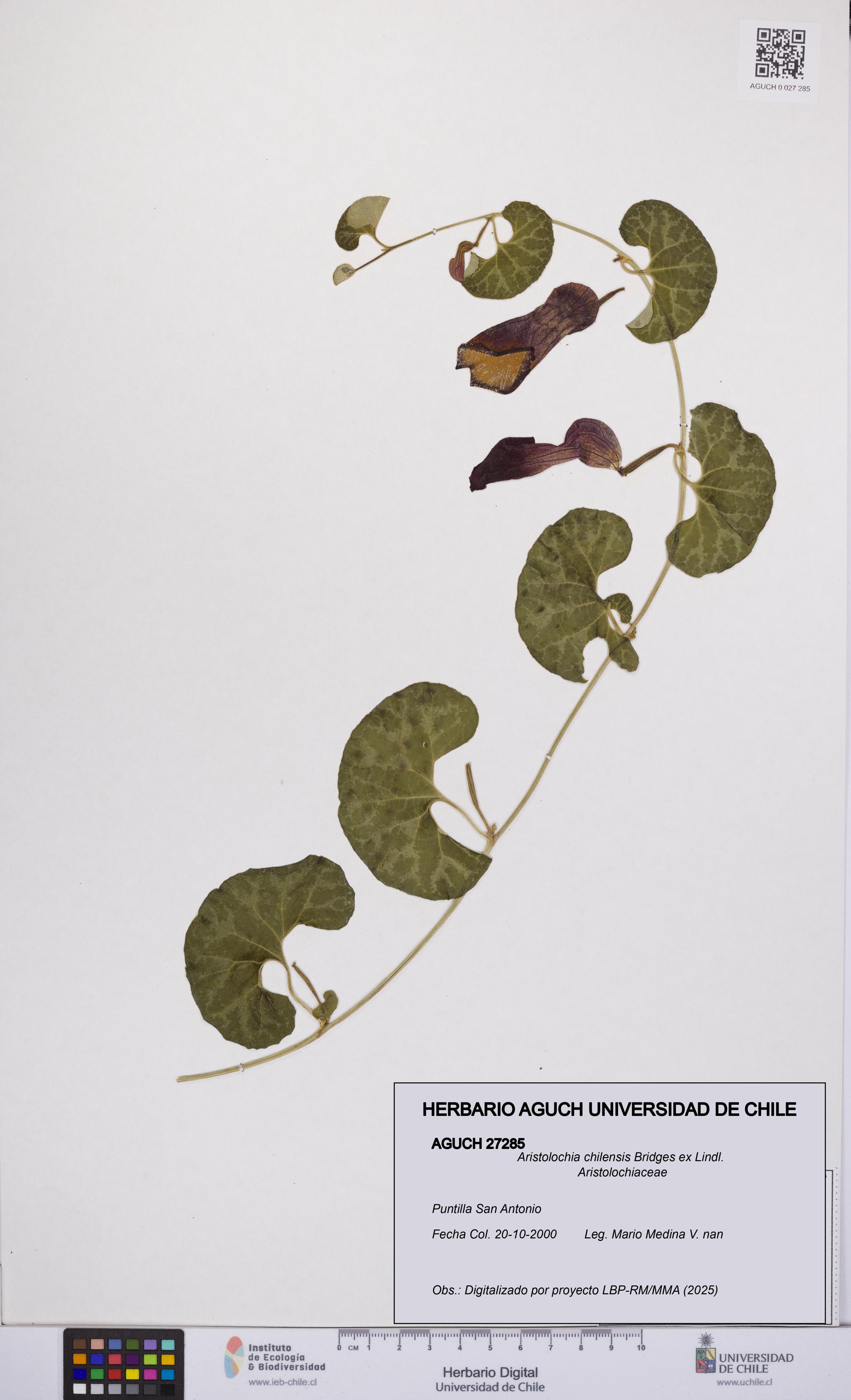 Aristolochia chilensis [Espécimen: UCH:AGUCH:0027285]