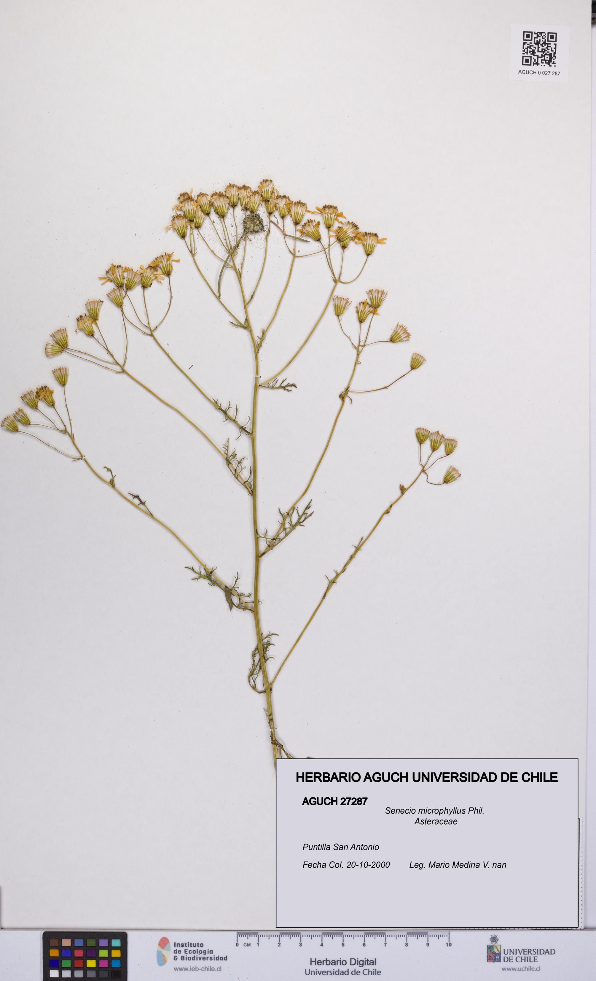 Senecio microphyllus [Espécimen: UCH:AGUCH:0027287]