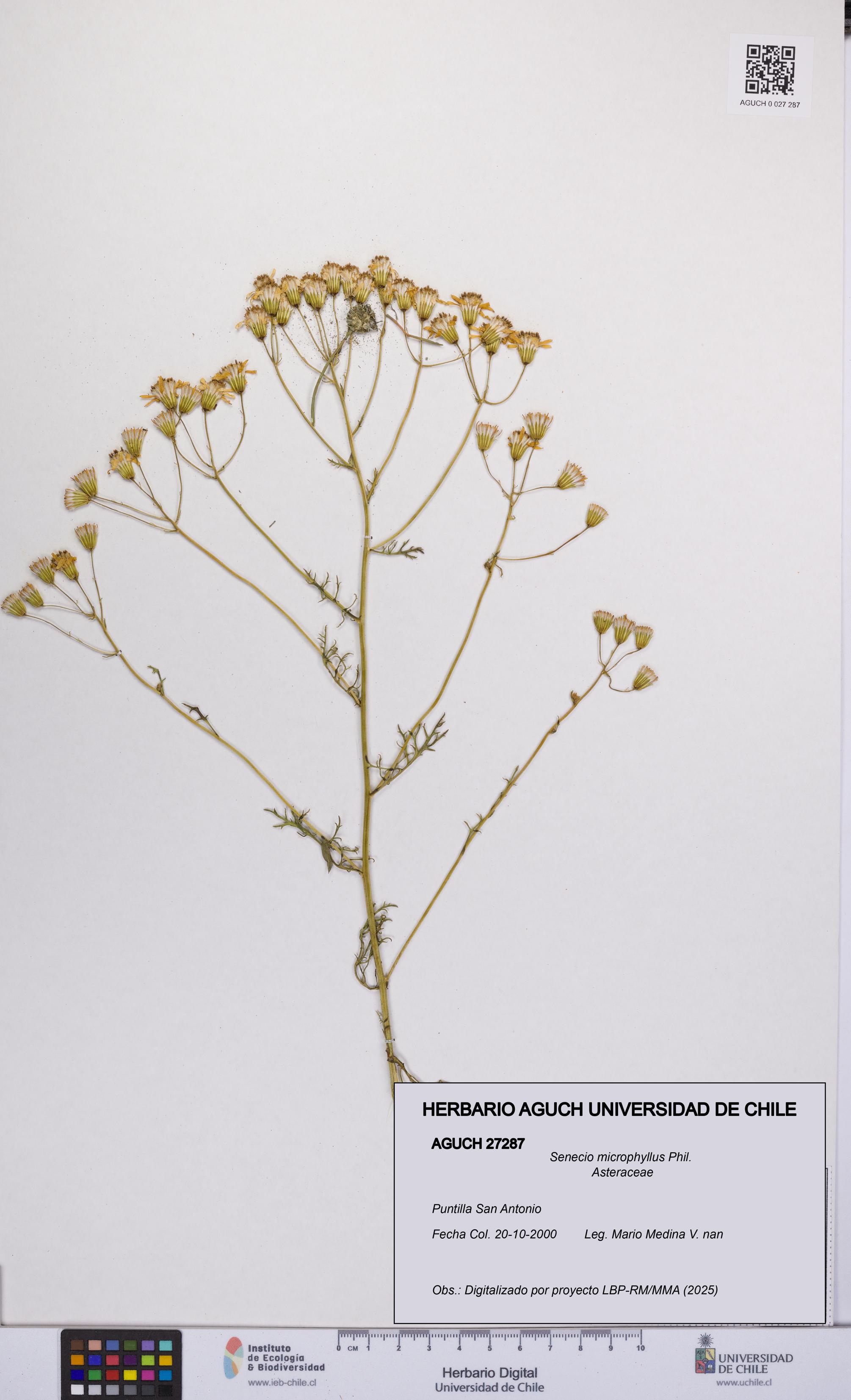 Senecio microphyllus [Espécimen: UCH:AGUCH:0027287]