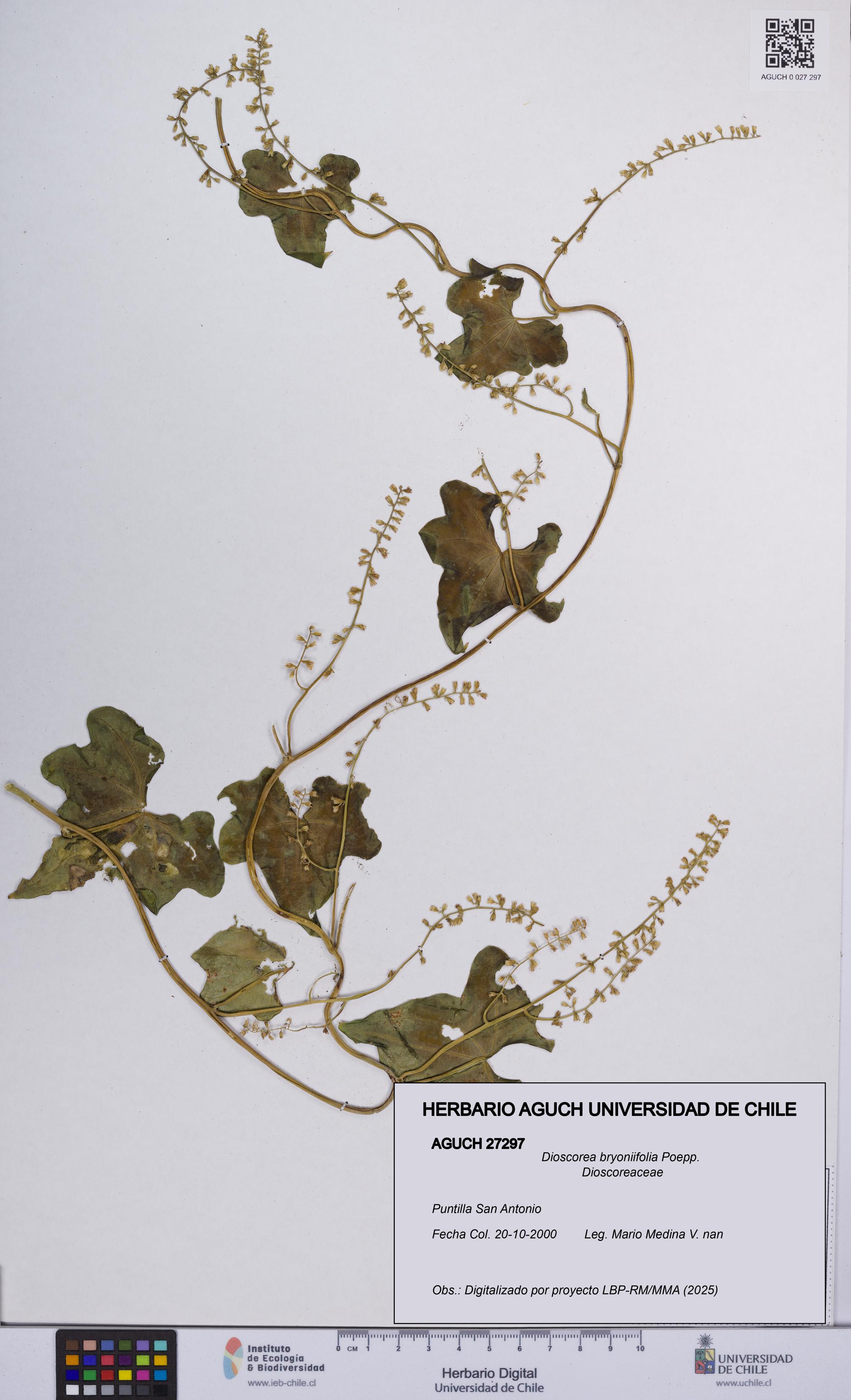 Dioscorea bryoniifolia [Espécimen: UCH:AGUCH:0027297]