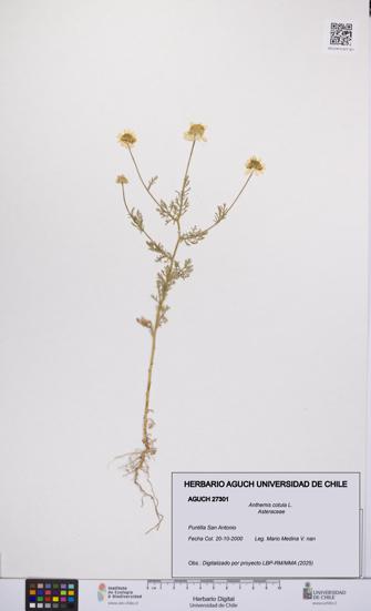 Anthemis cotula [Espécimen: UCH:AGUCH:0027301]
