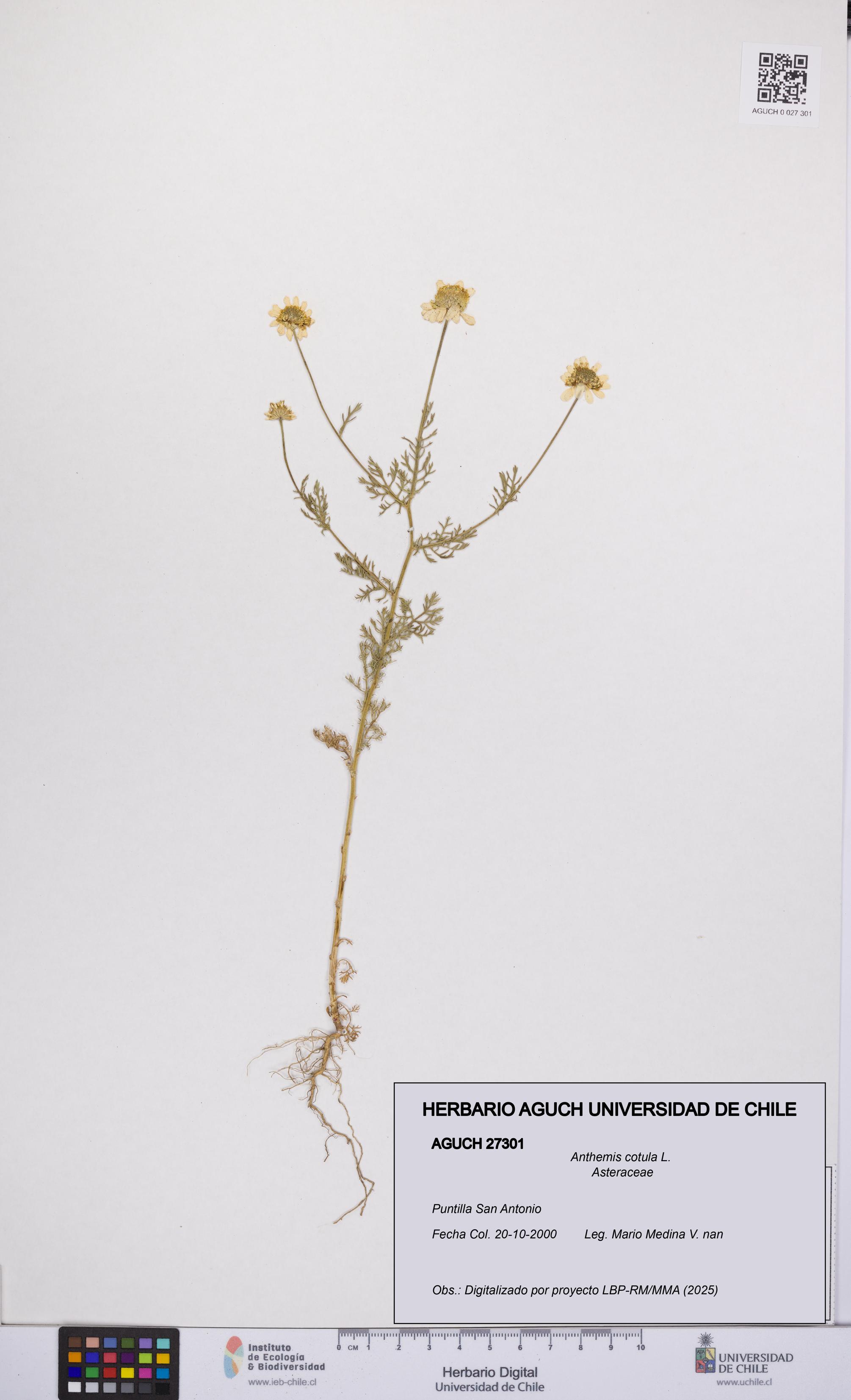 Anthemis cotula [Espécimen: UCH:AGUCH:0027301]