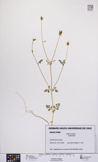 Bidens pilosa [Espécimen: UCH:AGUCH:0027302]
