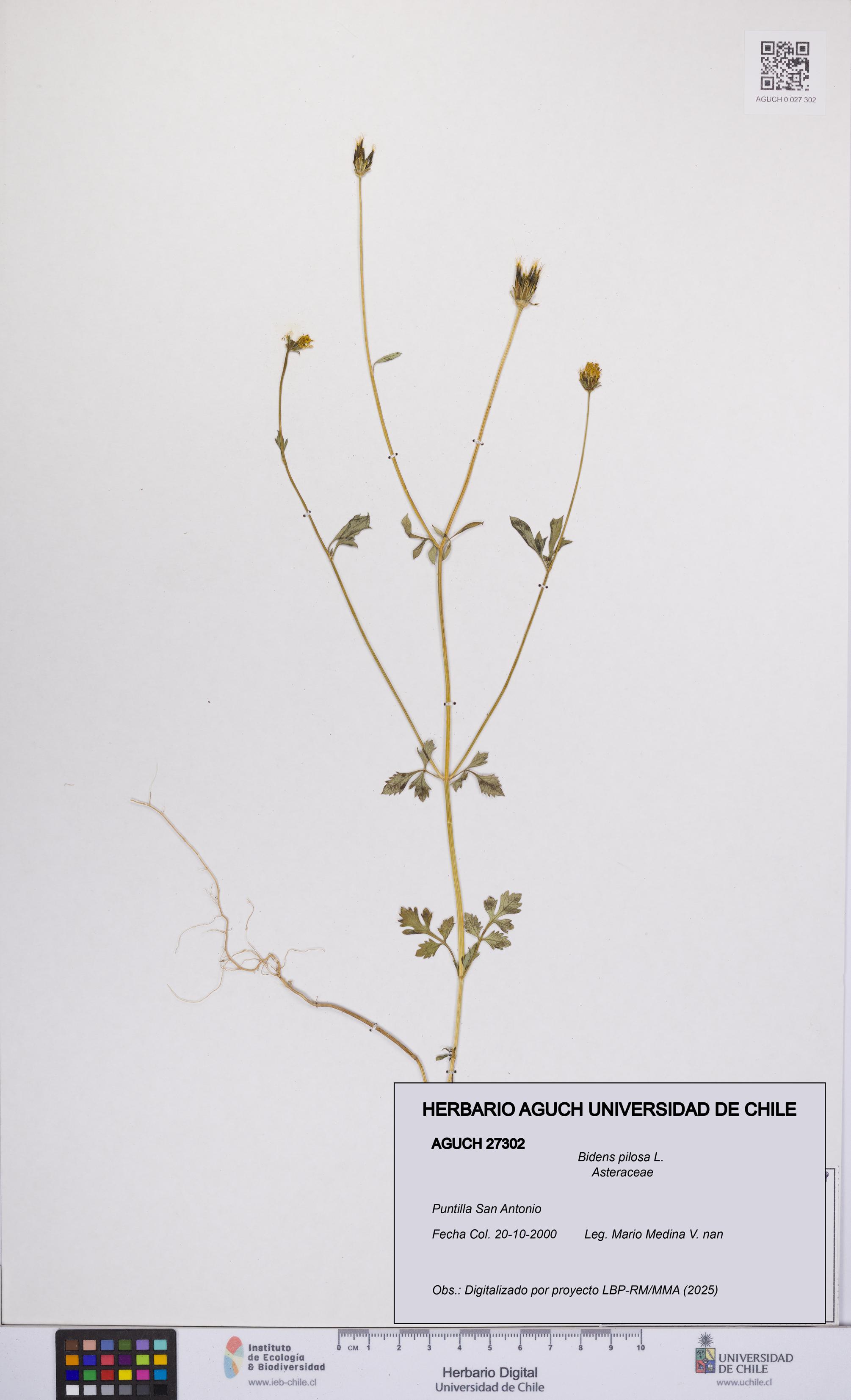 Bidens pilosa [Espécimen: UCH:AGUCH:0027302]