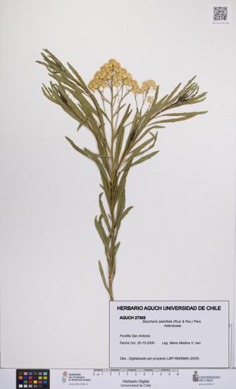 Baccharis salicifolia [Espécimen: UCH:AGUCH:0027303]