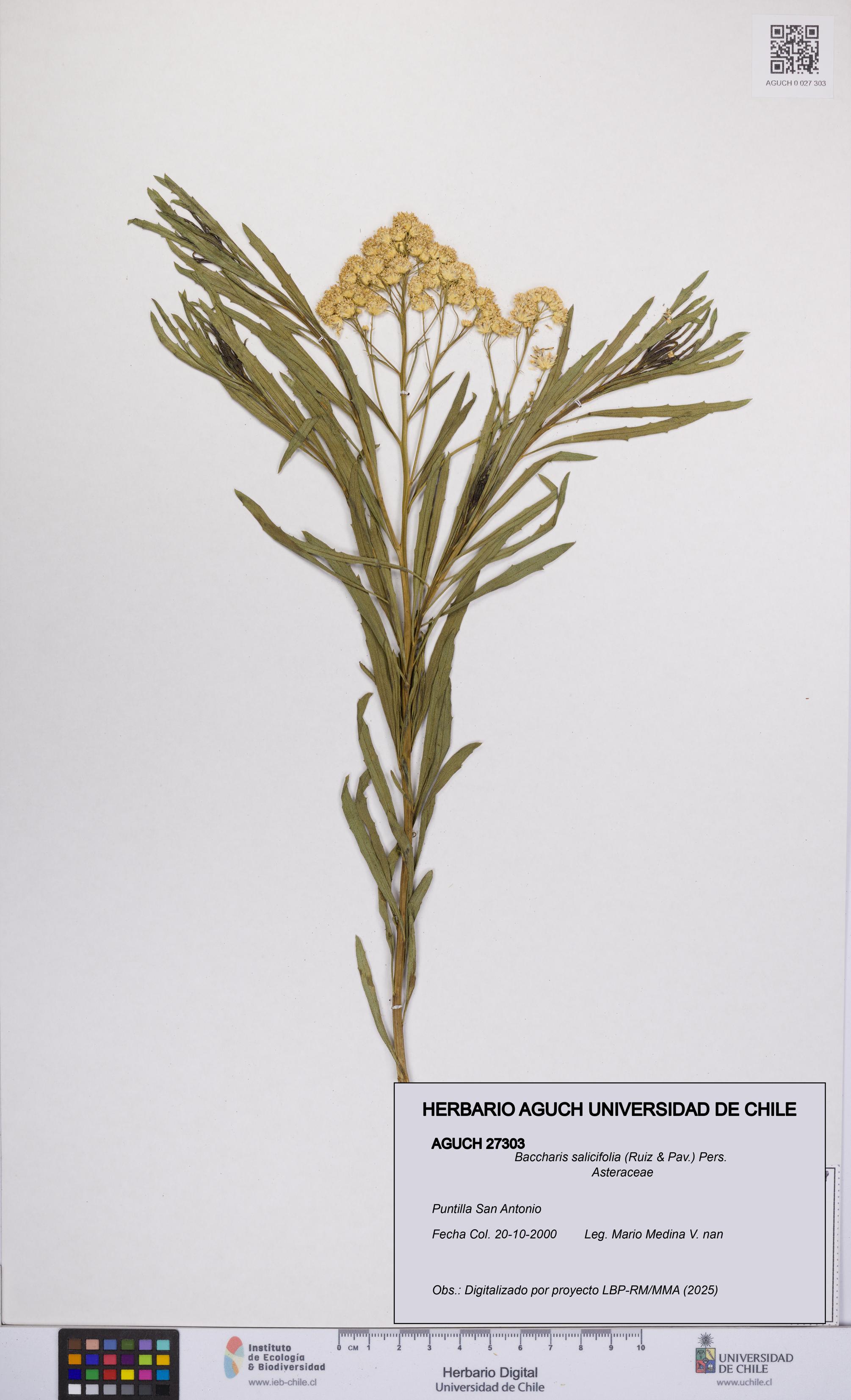 Baccharis salicifolia [Espécimen: UCH:AGUCH:0027303]