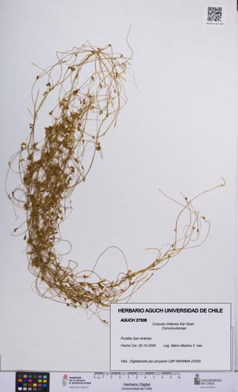 Cuscuta chilensis [Espécimen: UCH:AGUCH:0027308]
