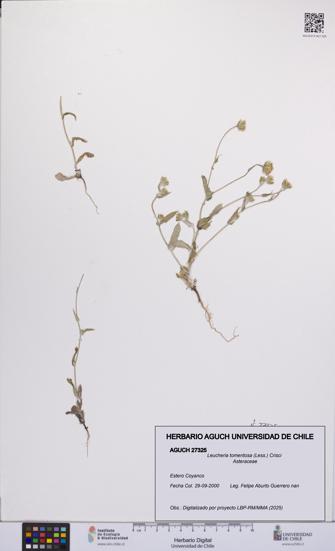 Leucheria tomentosa [Espécimen: UCH:AGUCH:0027325]