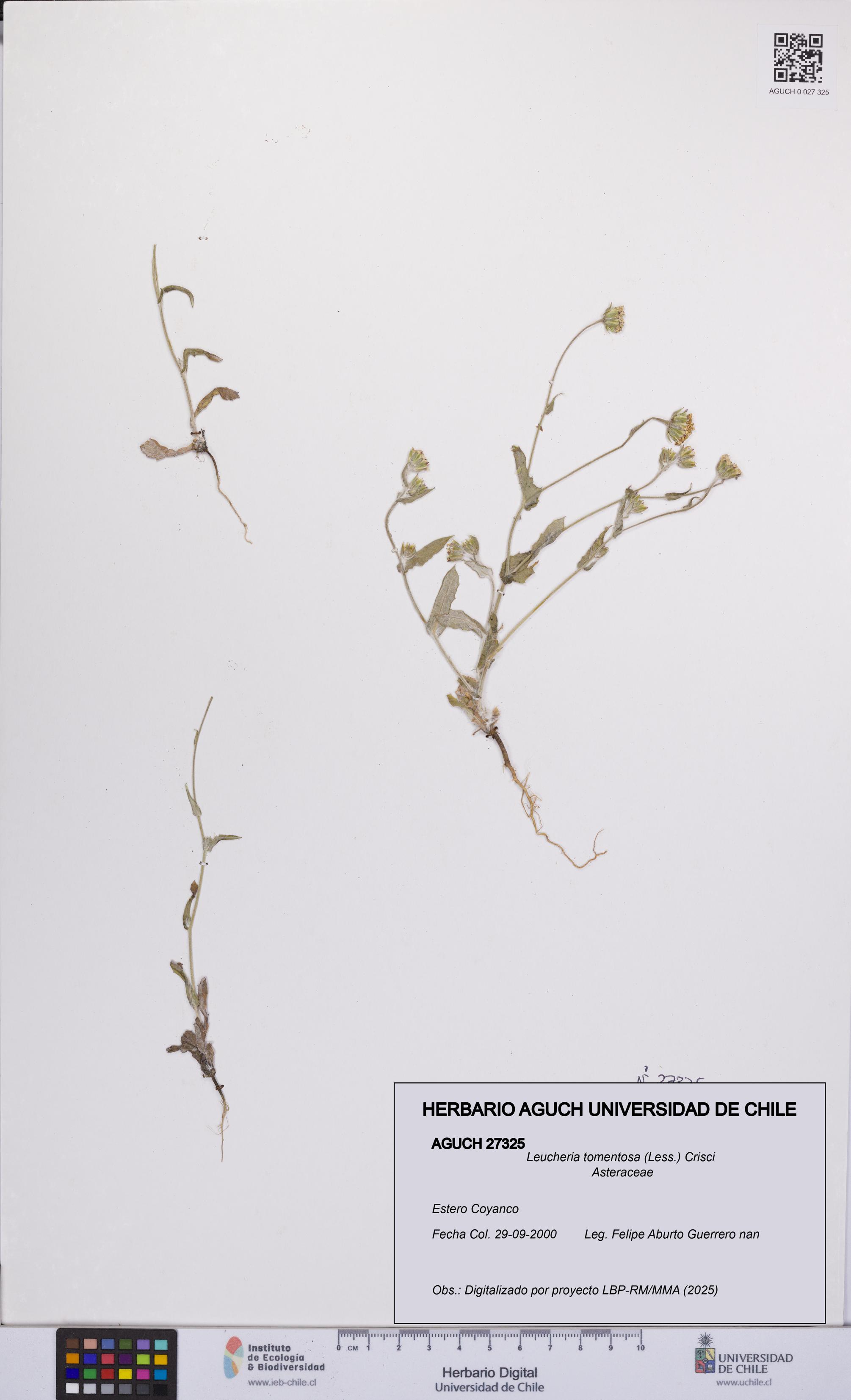 Leucheria tomentosa [Espécimen: UCH:AGUCH:0027325]