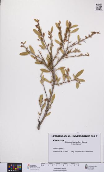 Schinus polygama [Espécimen: UCH:AGUCH:0027329]