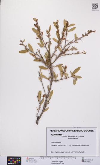 Schinus polygama [Espécimen: UCH:AGUCH:0027329]