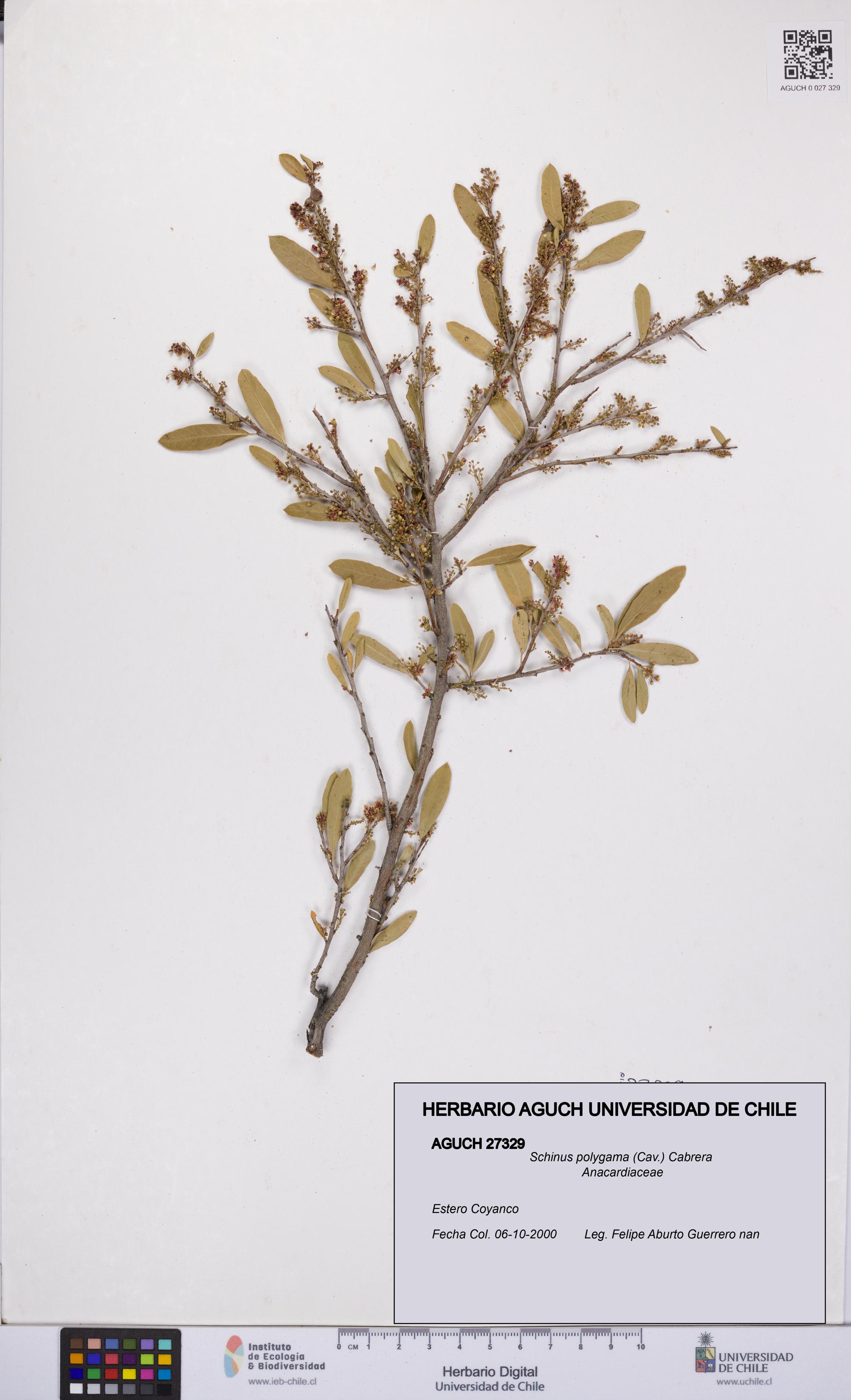 Schinus polygama [Espécimen: UCH:AGUCH:0027329]