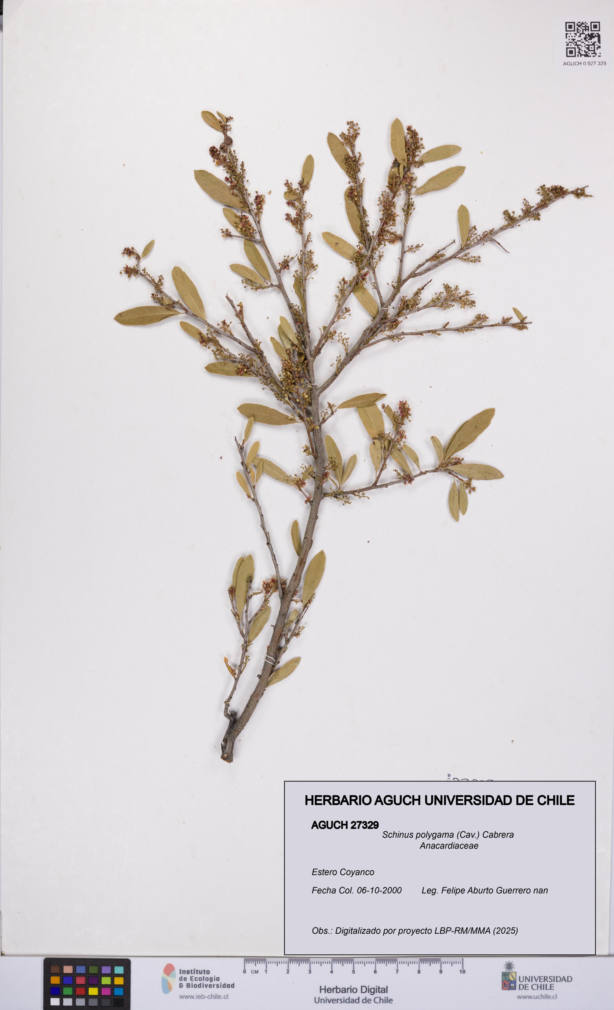 Schinus polygama [Espécimen: UCH:AGUCH:0027329]