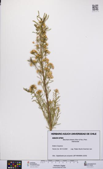 Baccharis linearis [Espécimen: UCH:AGUCH:0027331]