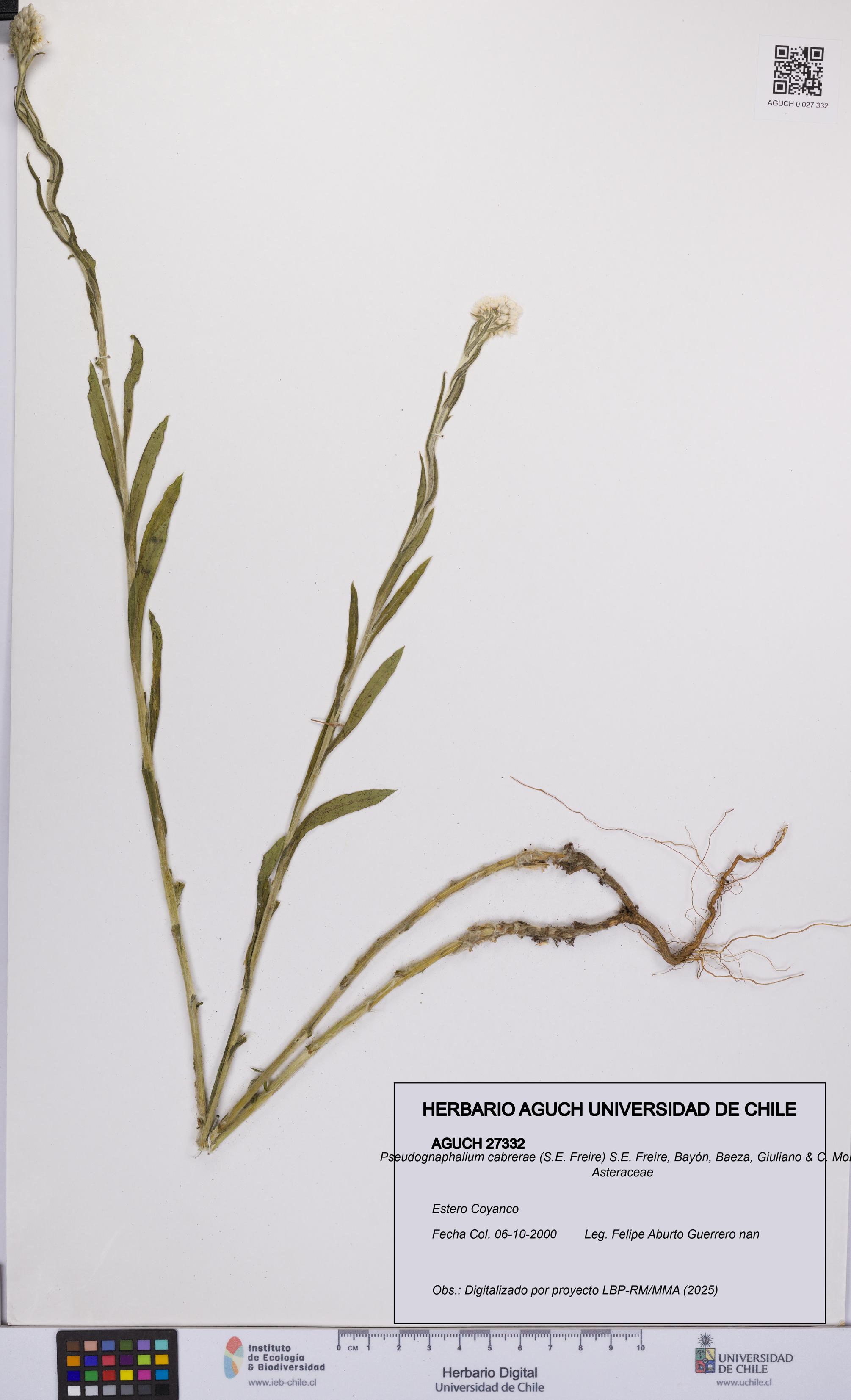 Pseudognaphalium cabrerae [Espécimen: UCH:AGUCH:0027332]