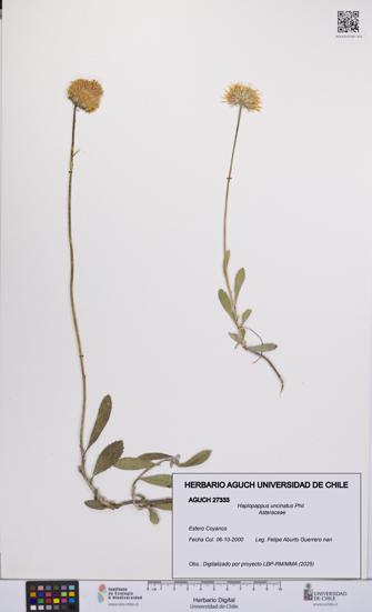 Haplopappus uncinatus [Espécimen: UCH:AGUCH:0027333]