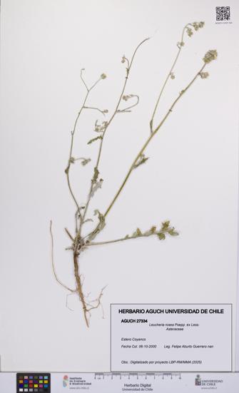 Leucheria rosea [Espécimen: UCH:AGUCH:0027334]