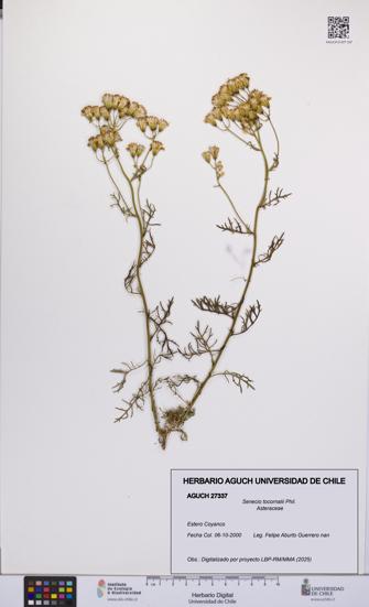 Senecio tocornalii [Espécimen: UCH:AGUCH:0027337]