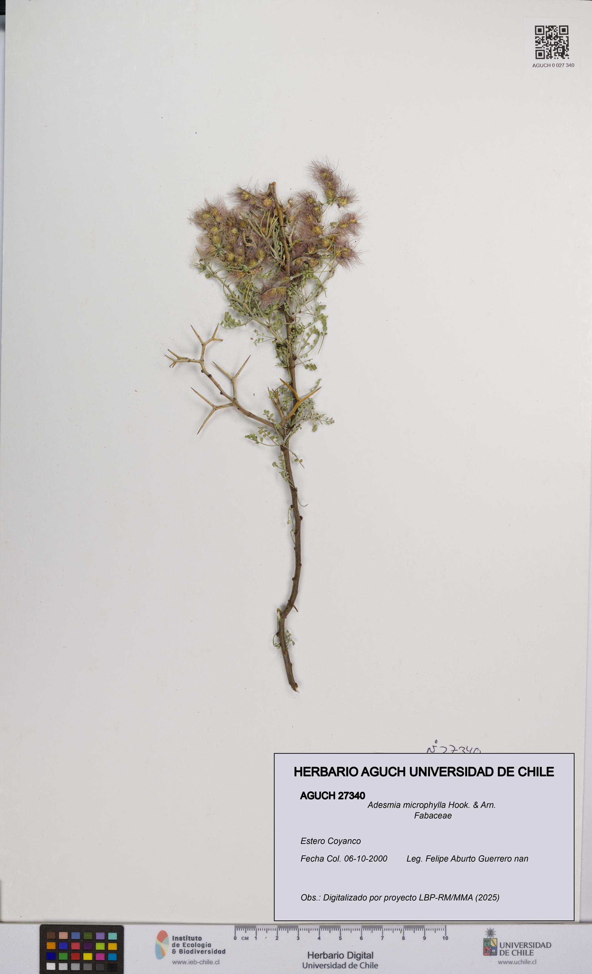 Adesmia microphylla [Espécimen: UCH:AGUCH:0027340]