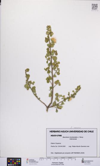 Baccharis rhomboidalis [Espécimen: UCH:AGUCH:0027352]
