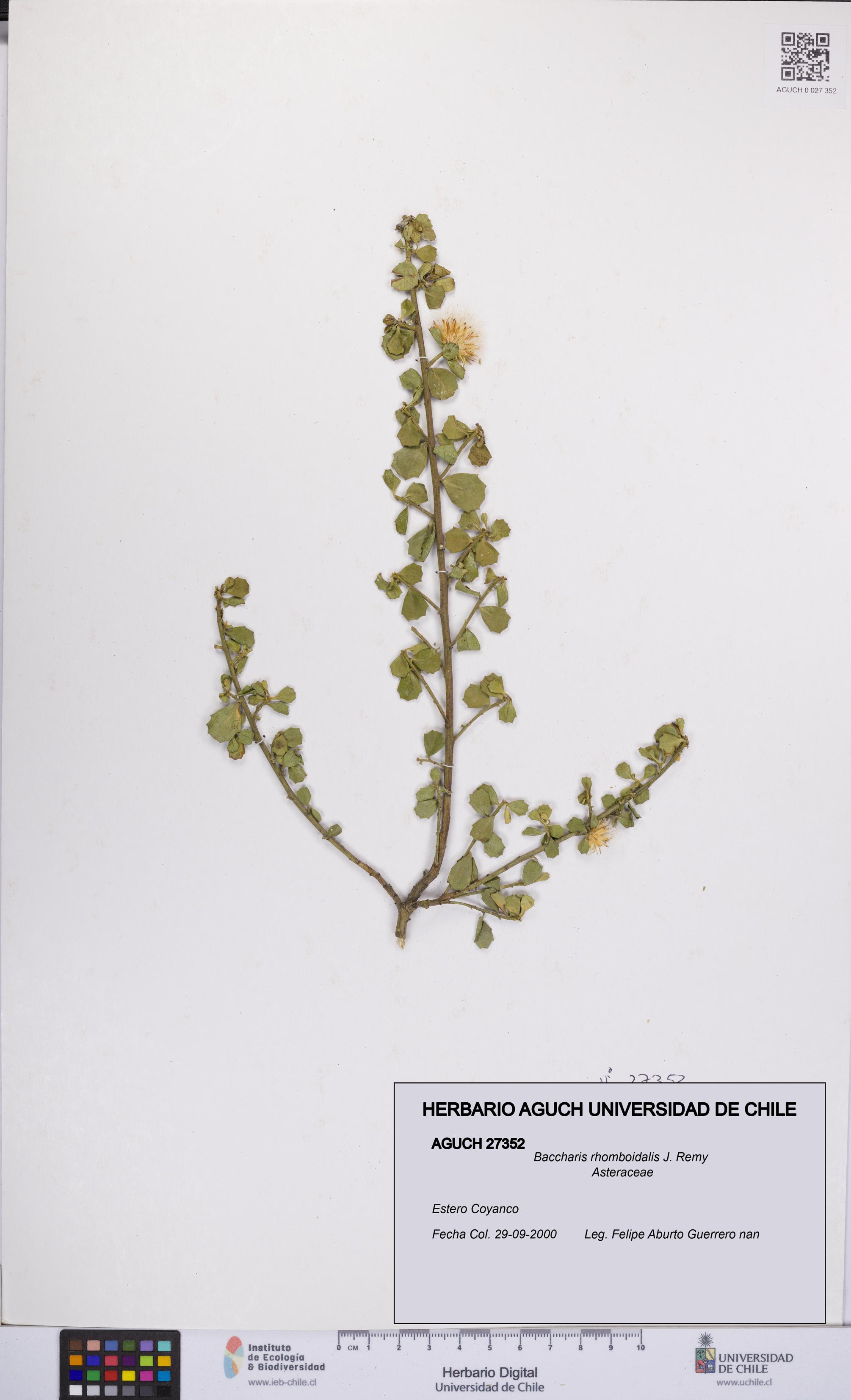 Baccharis rhomboidalis [Espécimen: UCH:AGUCH:0027352]