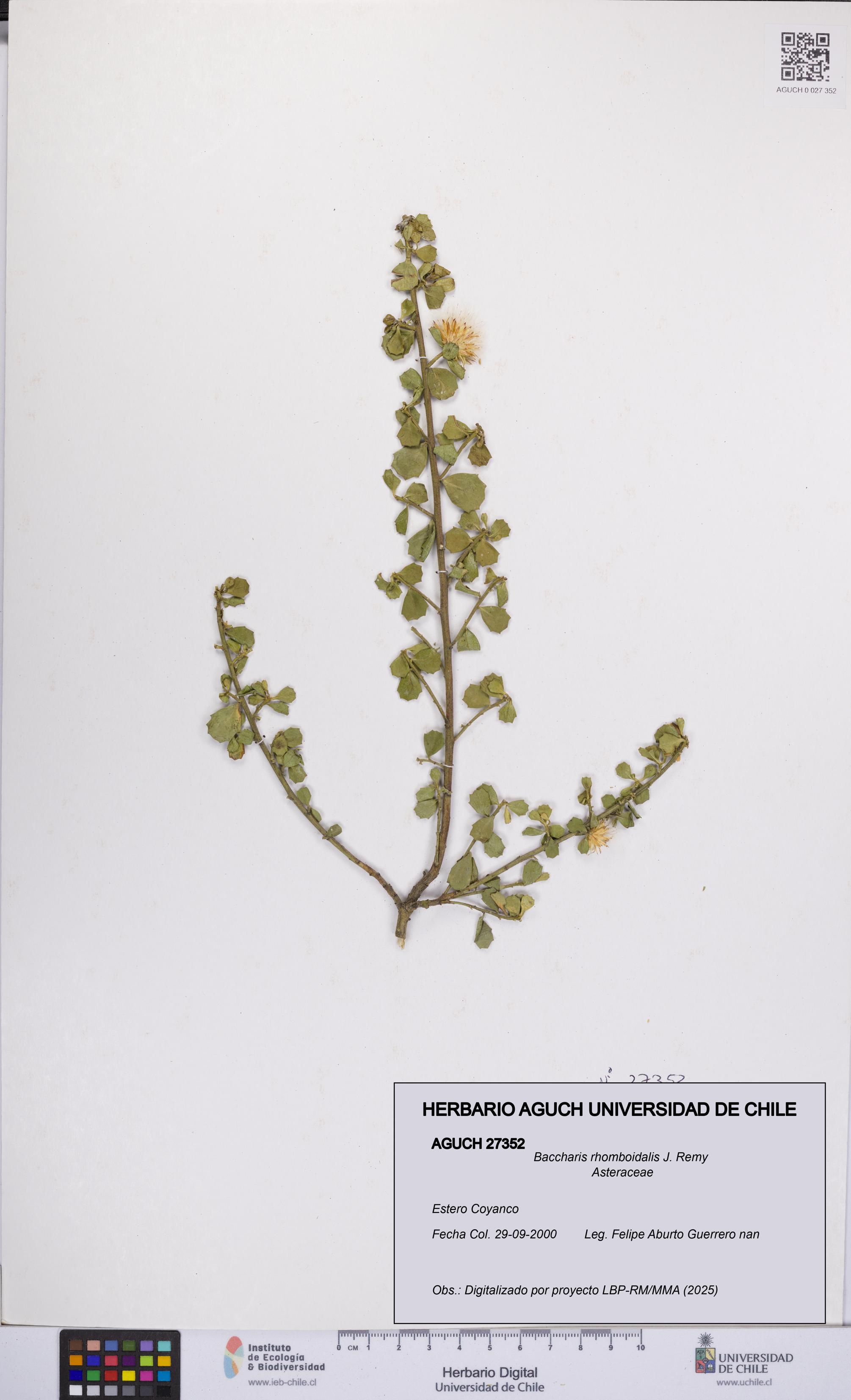 Baccharis rhomboidalis [Espécimen: UCH:AGUCH:0027352]