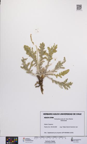Trichocline aurea [Espécimen: UCH:AGUCH:0027354]