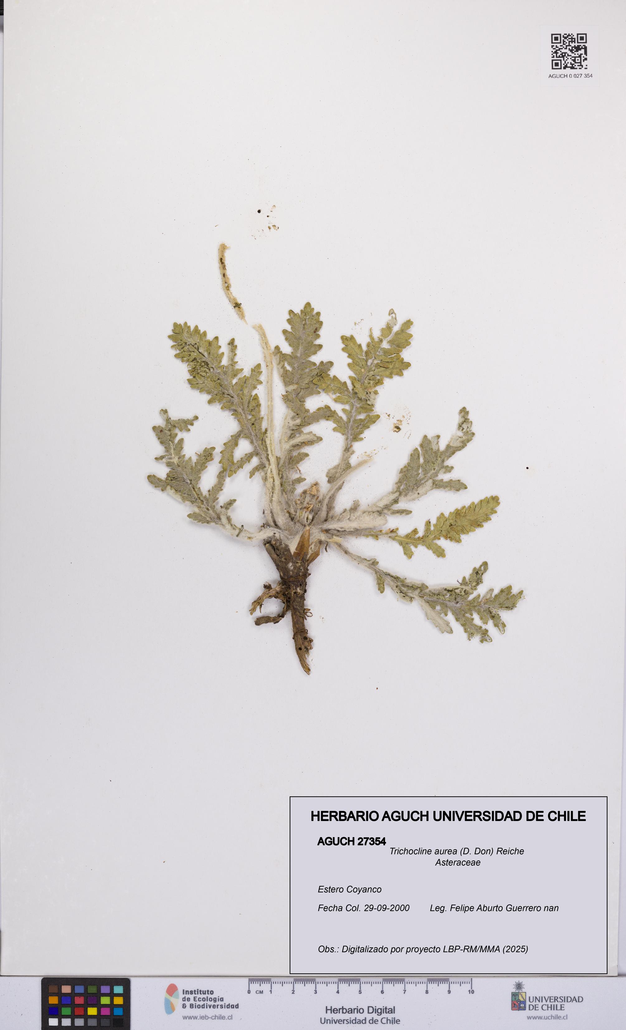 Trichocline aurea [Espécimen: UCH:AGUCH:0027354]