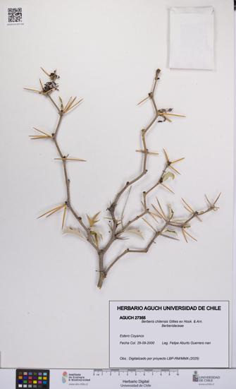 Berberis chilensis [Espécimen: UCH:AGUCH:0027355]