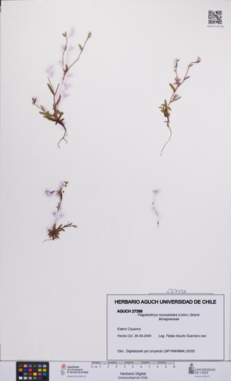 Plagiobothrys myosotoides [Espécimen: UCH:AGUCH:0027356]