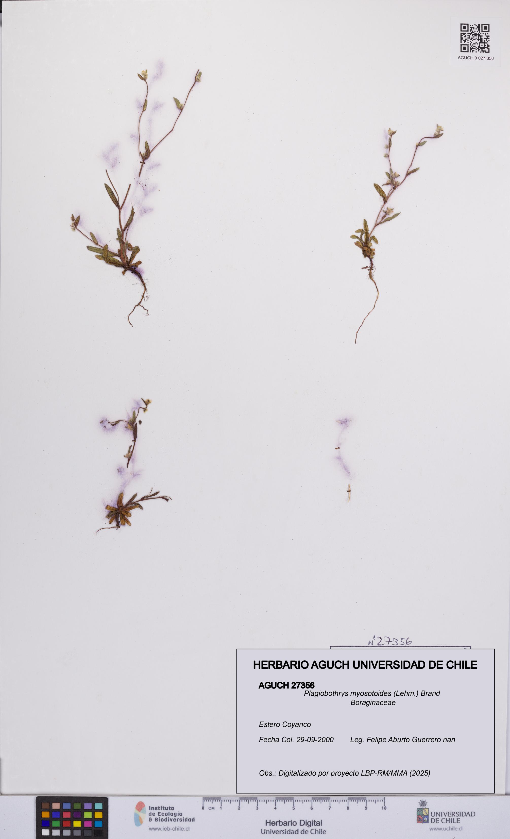 Plagiobothrys myosotoides [Espécimen: UCH:AGUCH:0027356]