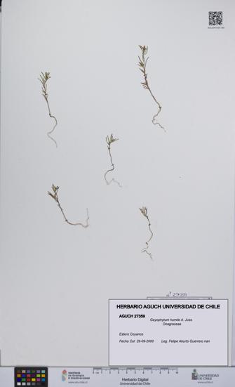 Gayophytum humile [Espécimen: UCH:AGUCH:0027359]