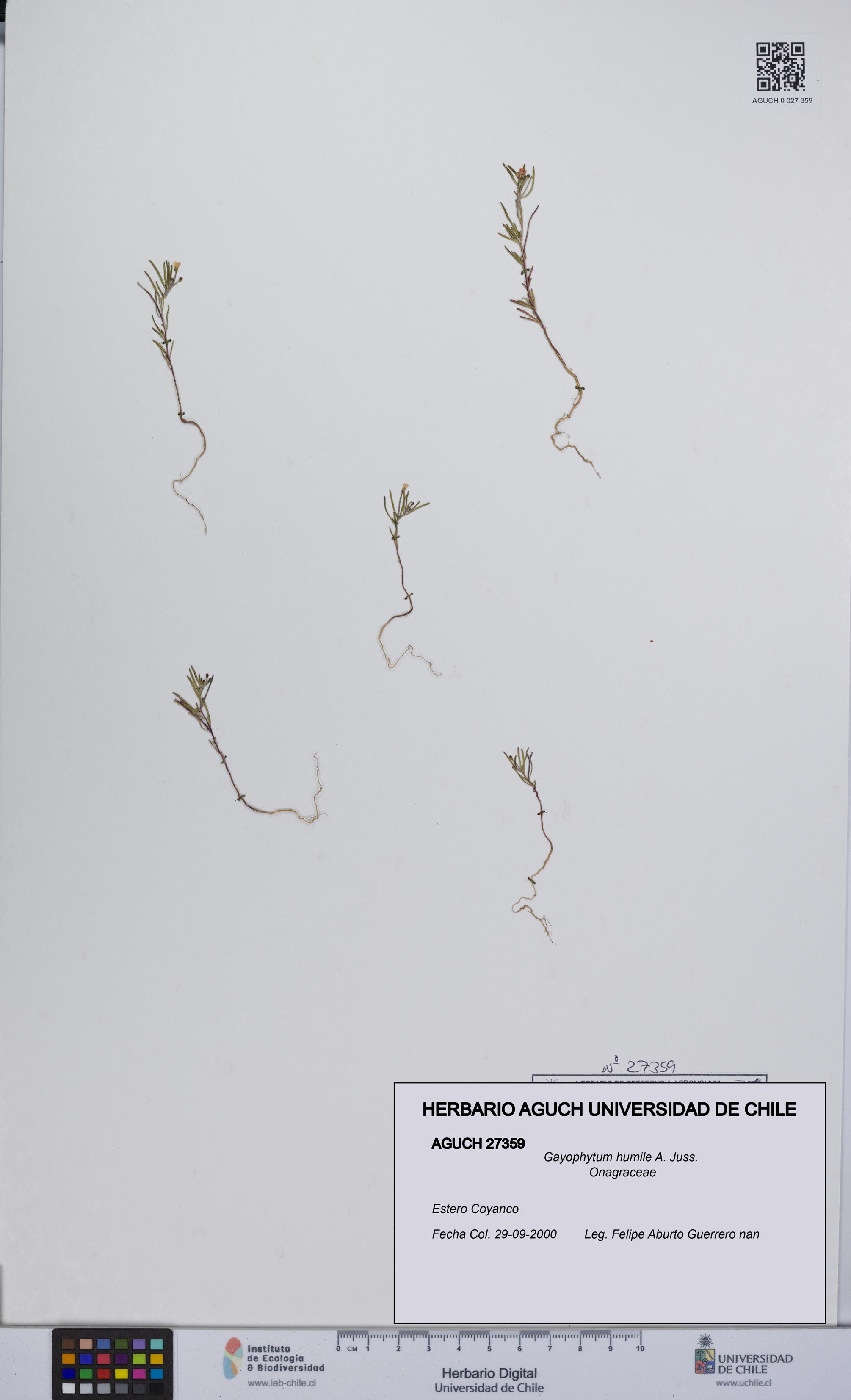 Gayophytum humile [Espécimen: UCH:AGUCH:0027359]