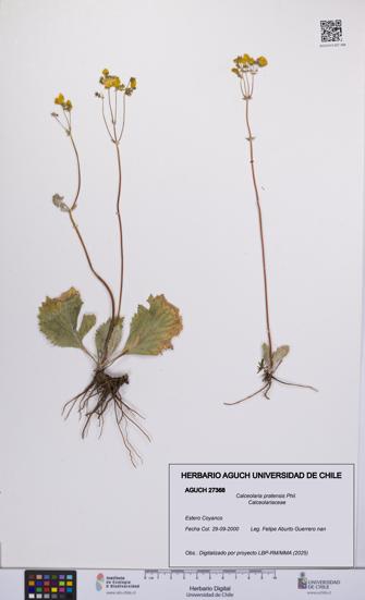 Calceolaria pratensis [Espécimen: UCH:AGUCH:0027368]