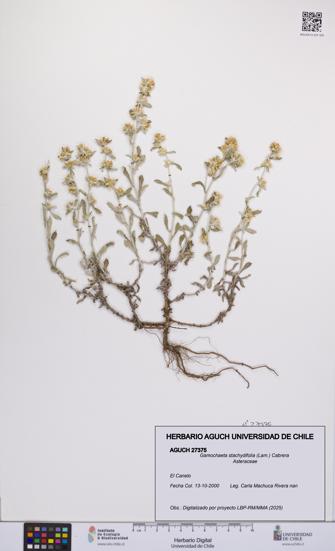 Gamochaeta stachydifolia [Espécimen: UCH:AGUCH:0027375]