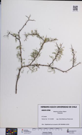 Adesmia confusa [Espécimen: UCH:AGUCH:0027381]