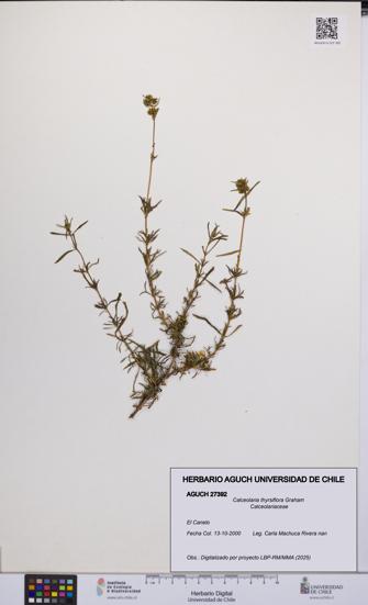 Calceolaria thyrsiflora [Espécimen: UCH:AGUCH:0027392]