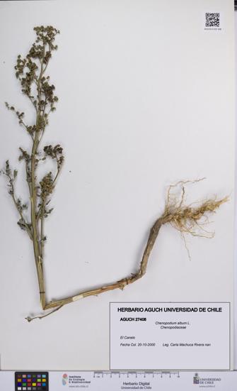 Chenopodium album [Espécimen: UCH:AGUCH:0027408]