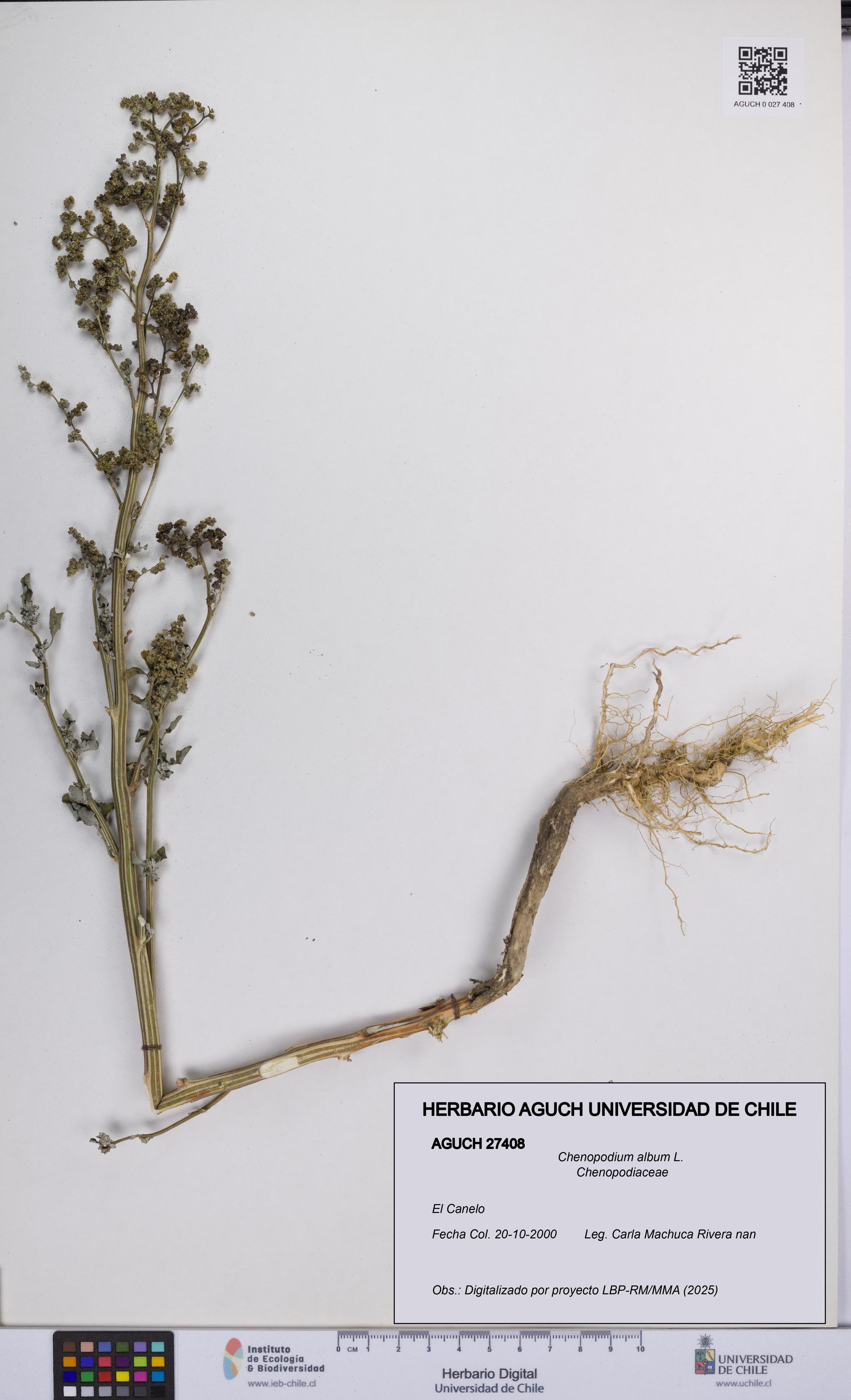 Chenopodium album [Espécimen: UCH:AGUCH:0027408]