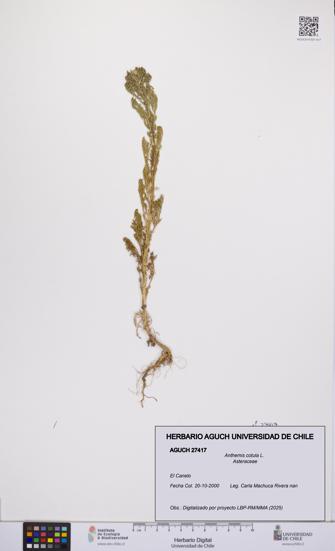 Anthemis cotula [Espécimen: UCH:AGUCH:0027417]