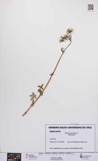 Sonchus oleraceus [Espécimen: UCH:AGUCH:0027418]
