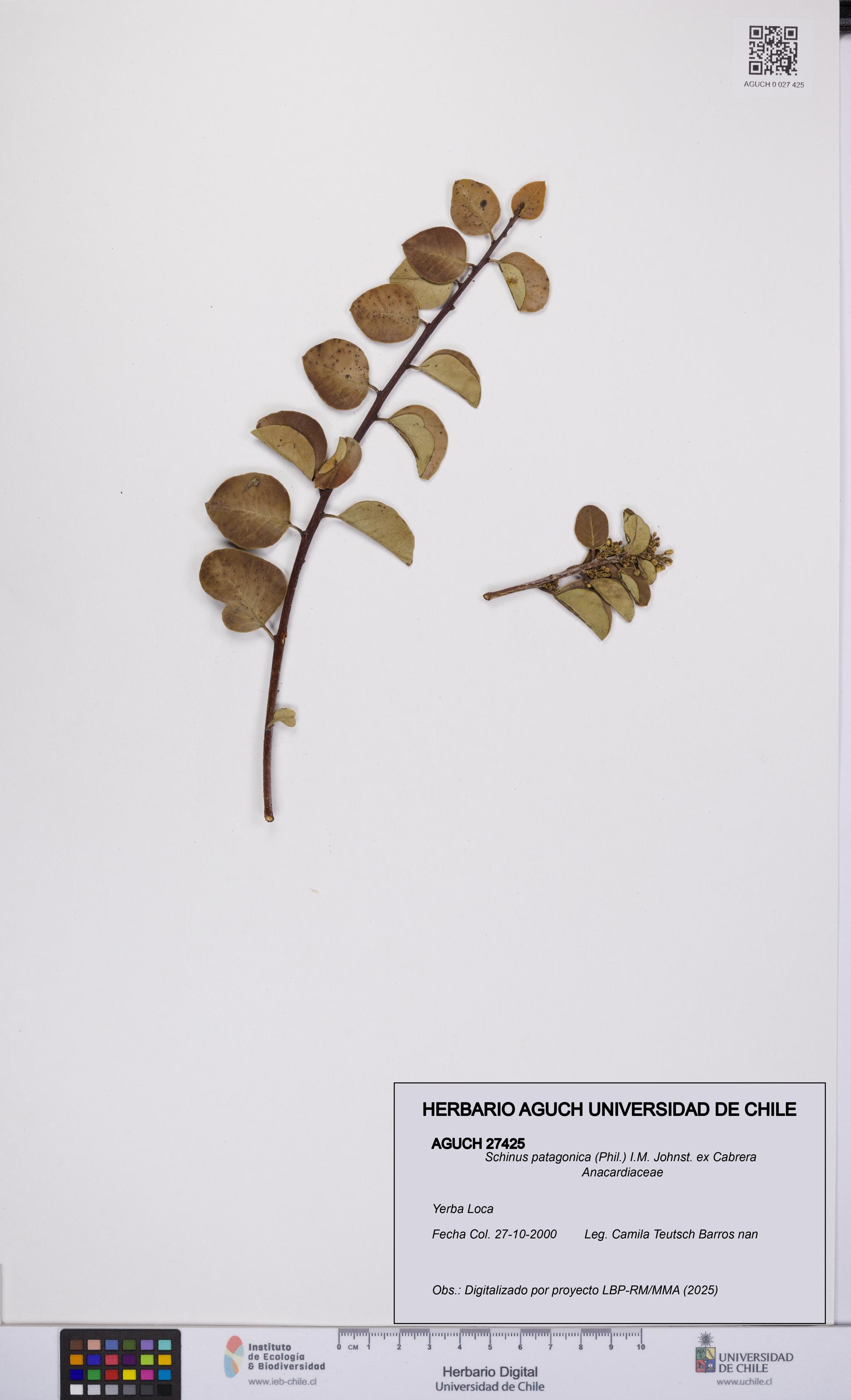 Schinus patagonica [Espécimen: UCH:AGUCH:0027425]