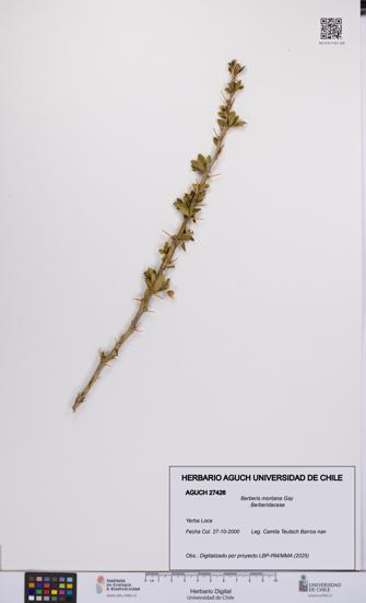 Berberis montana [Espécimen: UCH:AGUCH:0027426]